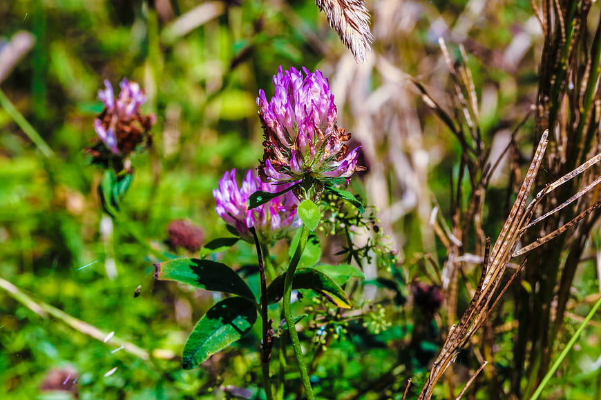 Close-up of purple wildflowers in a sunny summer meadow