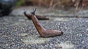 Close-up of a brown slug crawling on wet asphalt