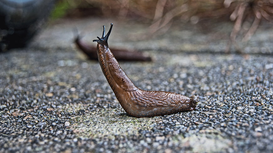 Close-up of a brown slug crawling on wet asphalt