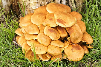 Cluster of wild honey mushrooms growing on grass near tree stump