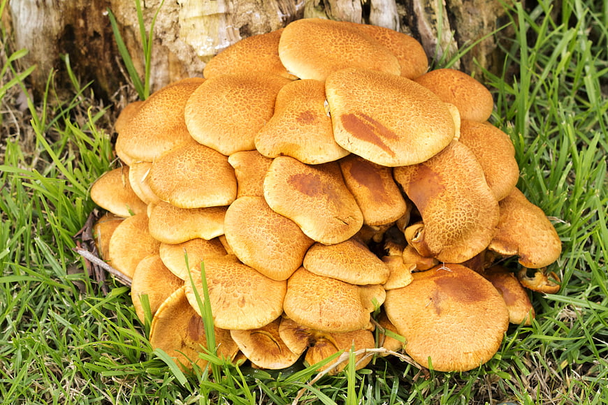 Cluster of wild honey mushrooms growing on grass near tree stump