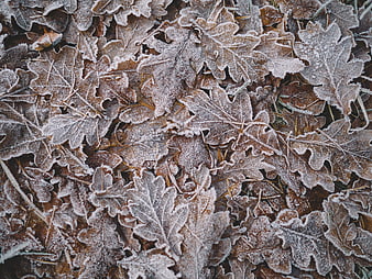Frosty Oak Leaves Texture on Cold Winter Ground