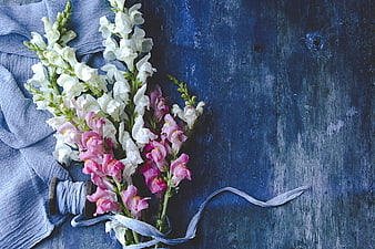 Pink and White Snapdragon Bouquet on Blue Rustic Background
