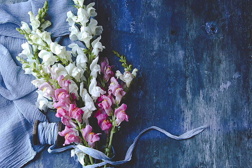 Pink and White Snapdragon Bouquet on Blue Rustic Background