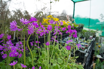 Vibrant purple primroses blooming in a garden center nursery