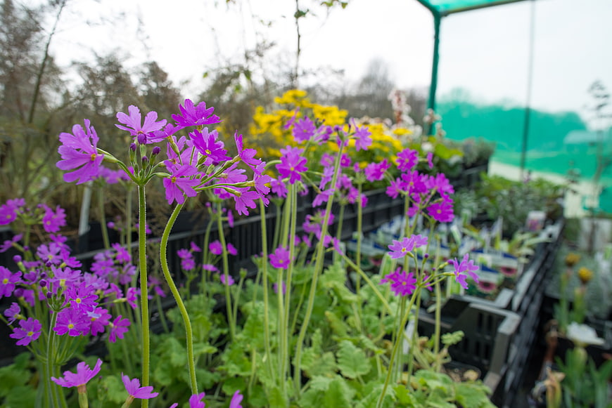 Vibrant purple primroses blooming in a garden center nursery