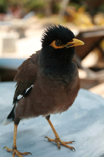 Close-up of a Common Myna Bird Standing on a Surface