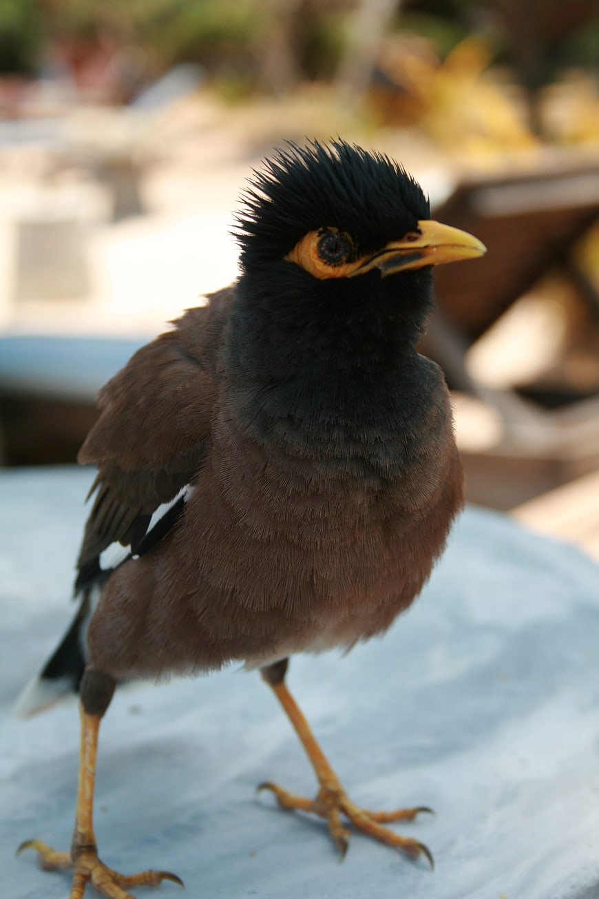 Close-up of a Common Myna Bird Standing on a Surface