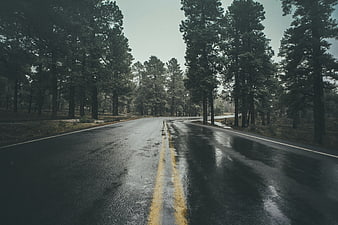 Winding wet asphalt road through pine forest