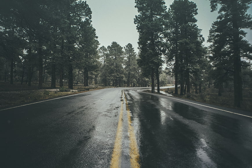 Winding wet asphalt road through pine forest