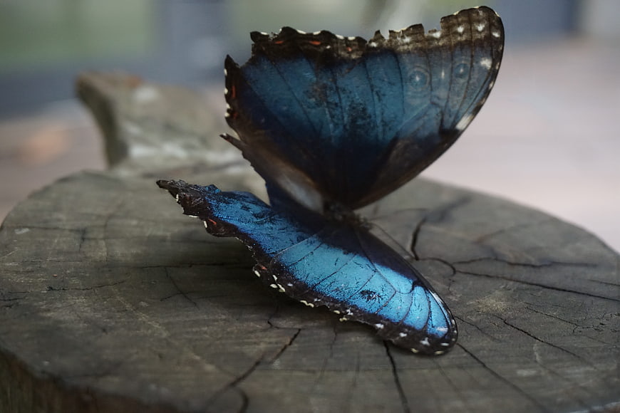 Blue Morpho Butterfly on Weathered Wood Stump