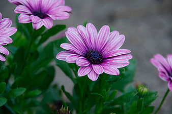Close-up of vibrant purple and white striped daisy flower