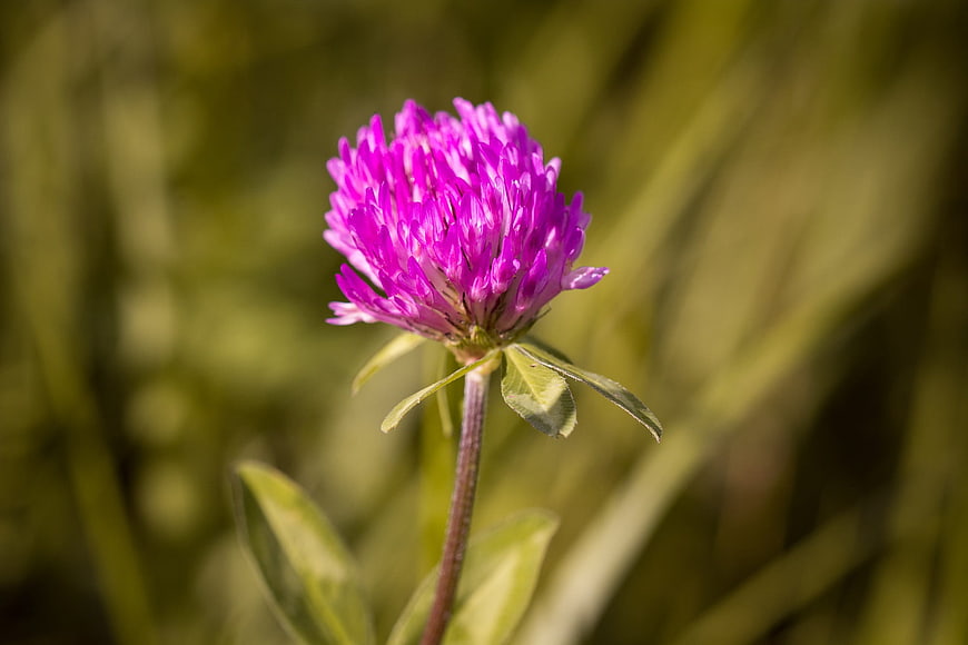 Close-up of a vibrant purple red clover flower in a meadow