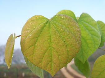 Close-up of heart-shaped green leaf with morning dew drops