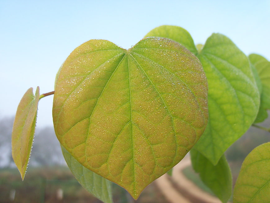Close-up of heart-shaped green leaf with morning dew drops