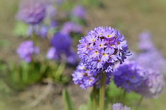 Close-up of purple primrose flower cluster in spring