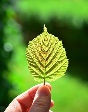 Hand holding green leaf backlit by sunlight