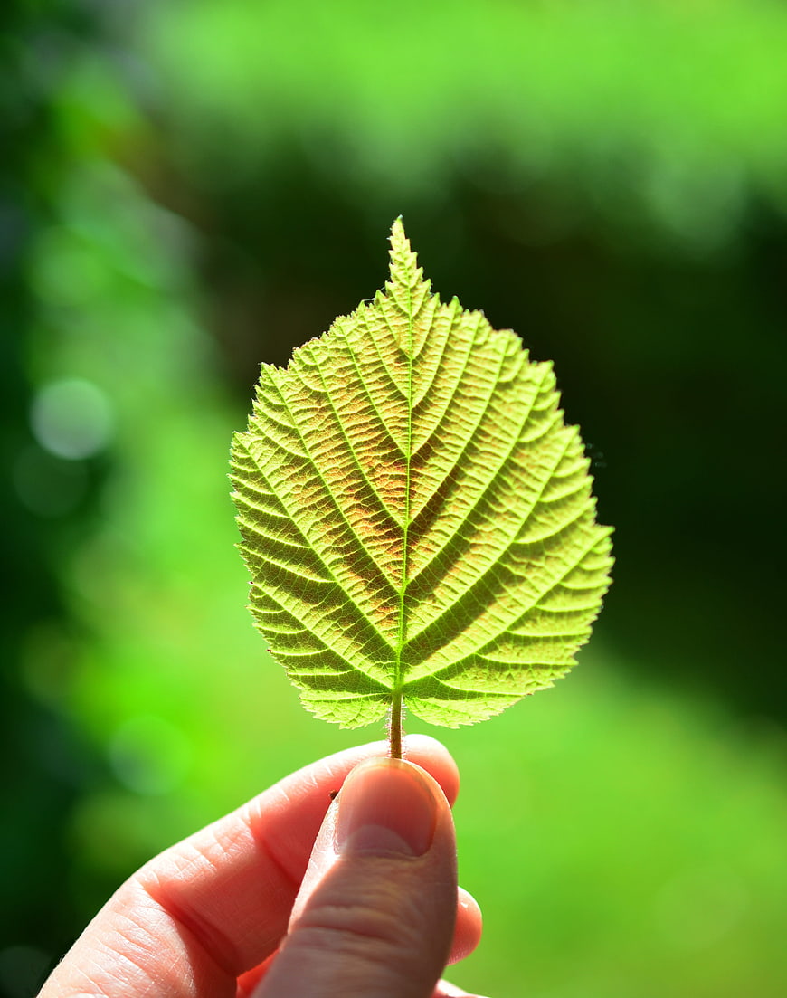 Hand holding green leaf backlit by sunlight