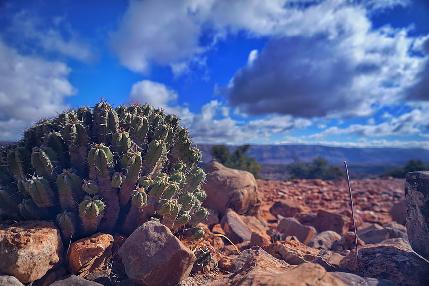 Desert Cactus Landscape with Blue Sky and Clouds