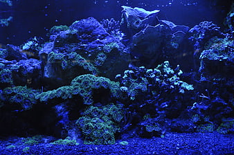 Blue Fluorescent Coral Reef Aquarium Underwater Scene