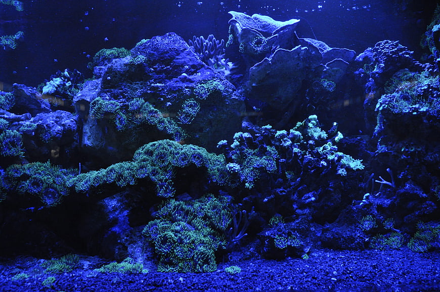 Blue Fluorescent Coral Reef Aquarium Underwater Scene
