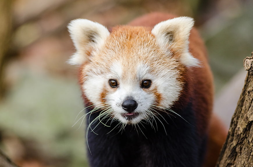 Close-up portrait of a red panda looking at camera
