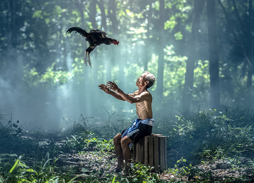 Senior man catching flying rooster in misty forest