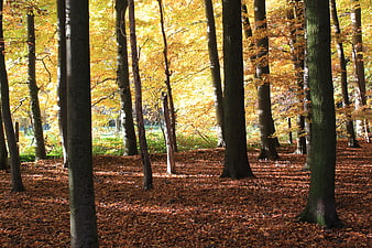Sunlit autumn forest with golden leaves and tall trees