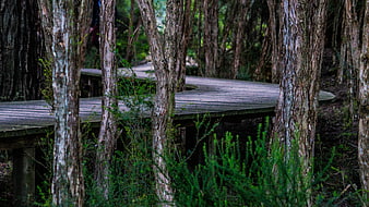 Curved wooden boardwalk winding through dense forest trees
