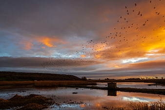 Flock of birds flying over wetlands at sunset