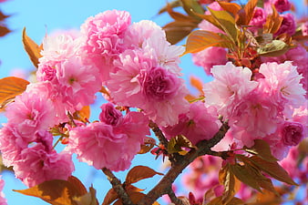 Vibrant Pink Cherry Blossoms Against Blue Sky