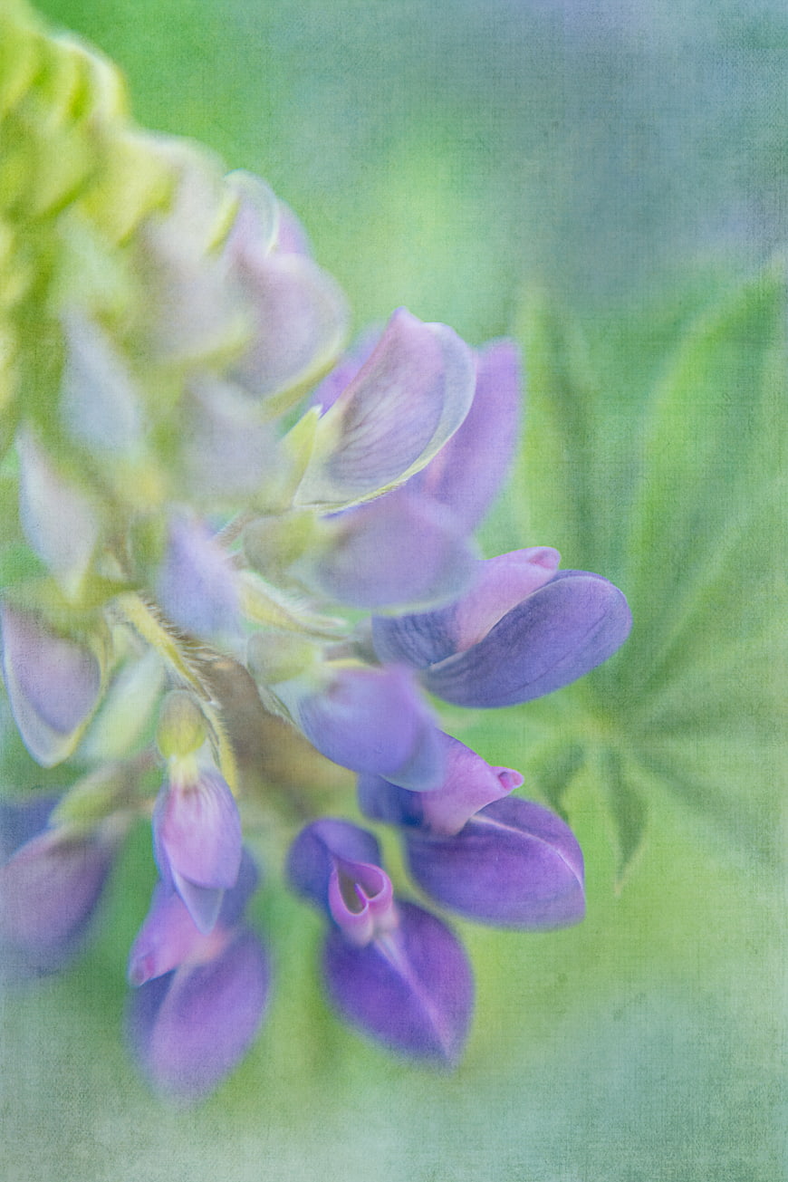 Soft Focus Purple Lupine Flower with Vintage Texture
