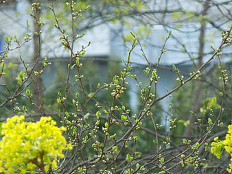 Spring tree branches with new green buds and yellow flowers
