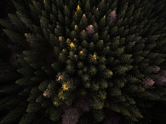 Aerial view of dense pine forest with golden sunlight