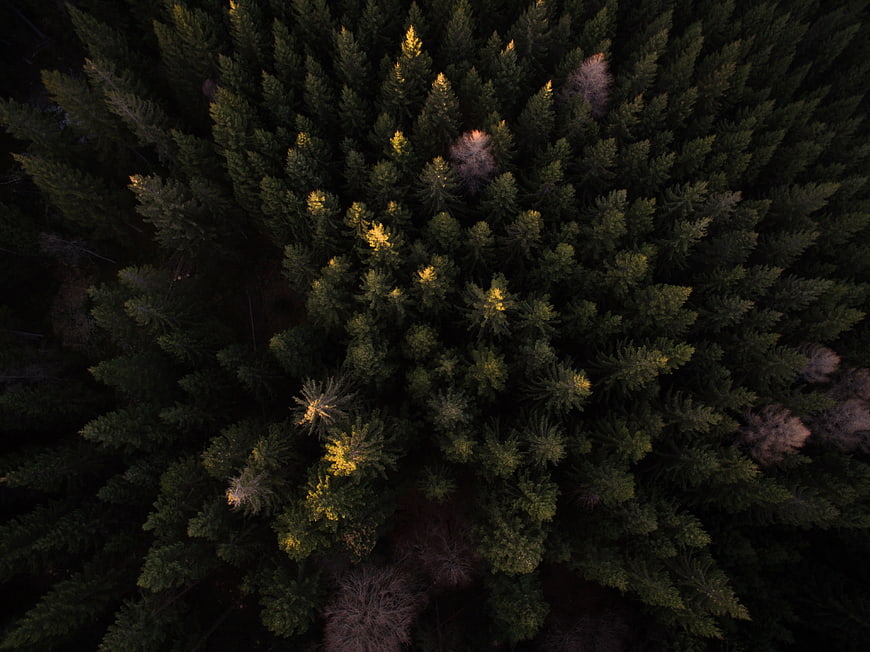 Aerial view of dense pine forest with golden sunlight