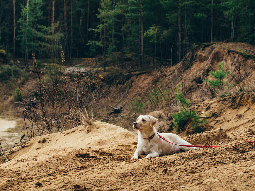 Yellow Labrador Retriever Resting on Sandy Hill in Forest
