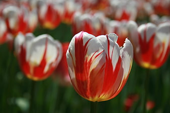 Close-up of Red and White Tulip in Spring Garden