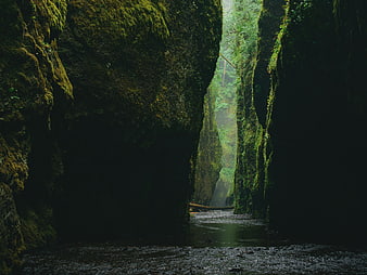 Mossy Rock Canyon with River and Misty Forest Light