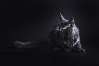 Majestic Maine Coon Cat with Orange Eyes on Black Background