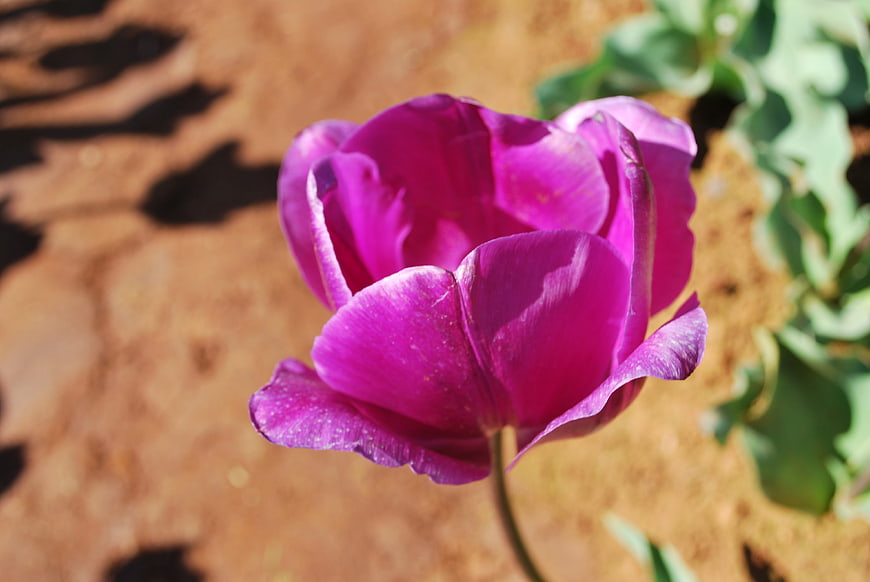 Vibrant purple tulip blooming in spring sunlight