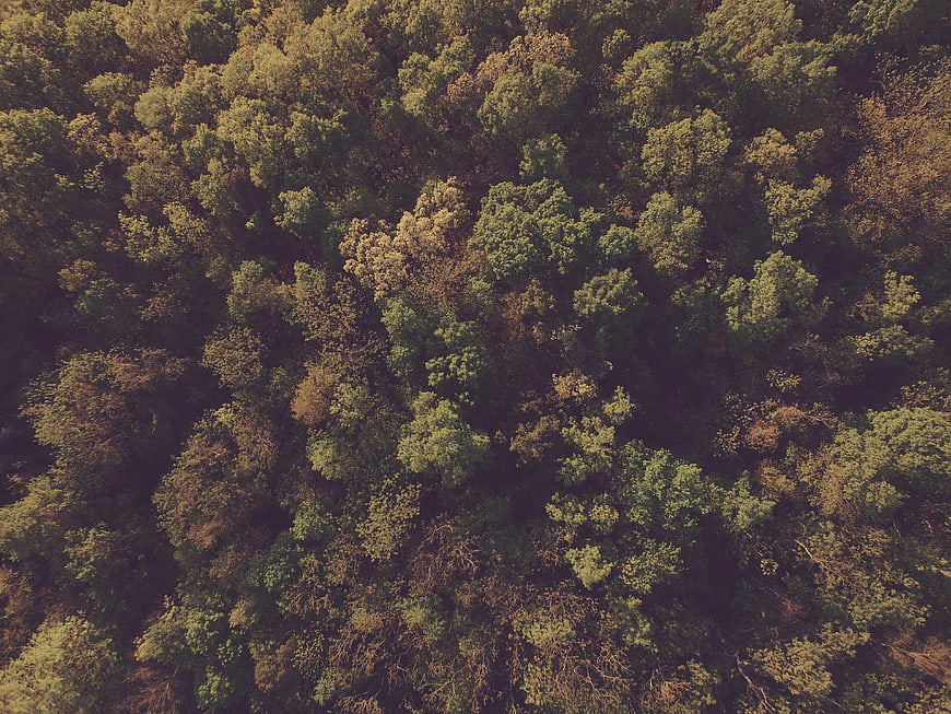 Aerial View of Dense Forest Canopy in Autumn