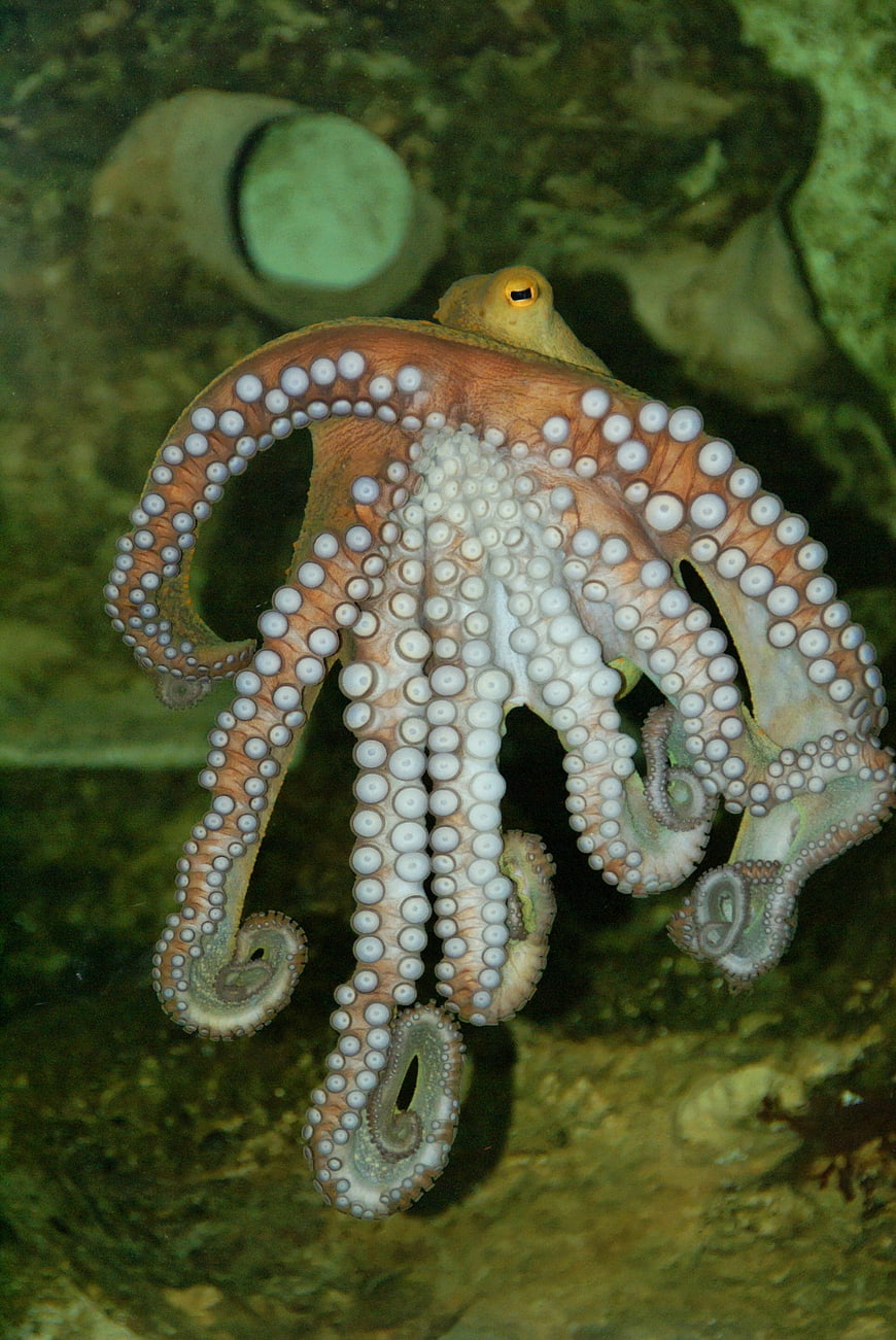 Close-up of an octopus with suction cups in an underwater environment