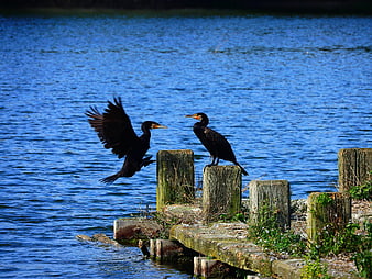 Two Cormorants on Wooden Pilings by Blue Lake
