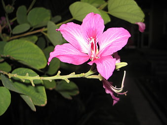 Pink Bauhinia Flower Close-Up with Green Leaves