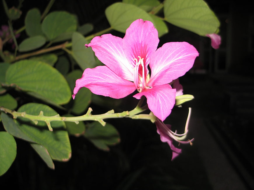 Pink Bauhinia Flower Close-Up with Green Leaves