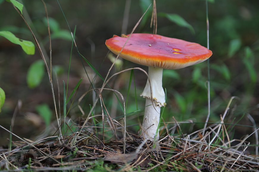 Red Fly Agaric Mushroom in Forest Undergrowth