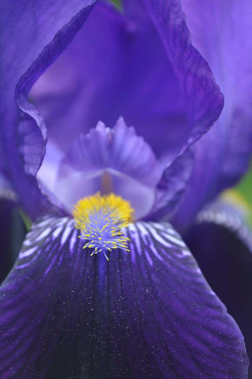 Close-up of Purple Iris Flower with Yellow Center