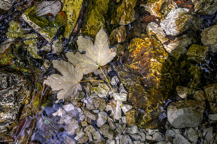 Wet maple leaves floating in a clear autumn stream