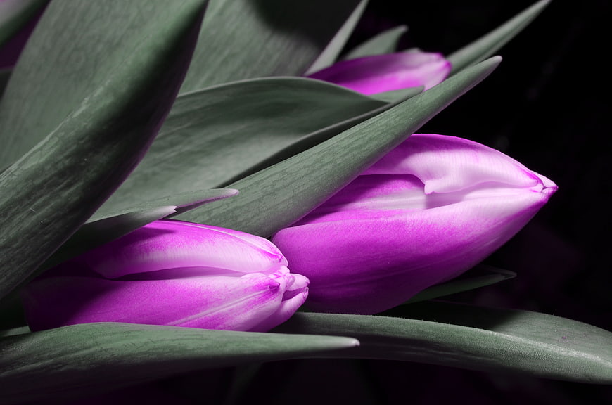 Close-up of vibrant purple tulips with green leaves