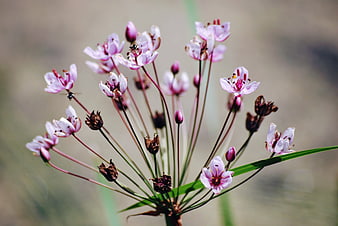 Close-up of delicate pink wildflowers with blurred background